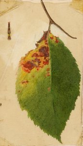 Zmięta i uschnięta krawędź liścia naśladująca gąsienicę, studium do książki Concealing Coloration in the Animal Kingdom autorstwa Emma Beach Thayer