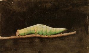 Larger Spotted Beach Leaf Edge Caterpillar, opracowanie do książki Concealing Coloration in Animal Kingdom