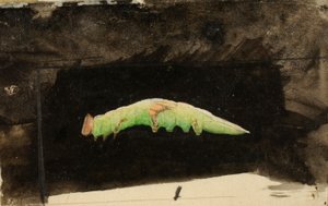Larger Spotted Beach Leaf Edge Caterpillar, opracowanie do książki Concealing Coloration in Animal Kingdom autorstwa Emma Beach Thayer