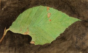 Mniejszy Cętkowany Brzeg Liścia Plaży Caterpillar..., koniec XIX-początek XX wieku.