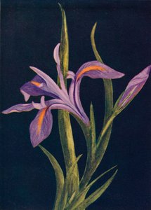 Irys ziemia, c1915, 1915