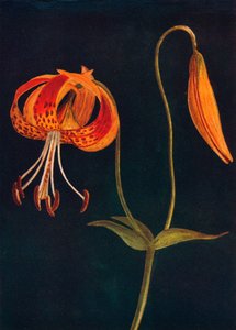 Lampart lilia, c1915, 1915