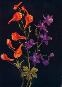 Szkarłatna i Niebieska Larkspur, c1915, 1915