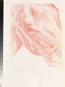 Portret głowy, 2012 (czerwona kreda na papierze)