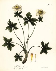 American Globe flower lub amerykański rozpościerający się globeflower, Trollius laxus autorstwa Endicott Endicott