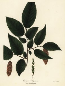 Grab amerykański, Ostrya virginiana (Hop-grab, Ostrya virginica) autorstwa Endicott Endicott