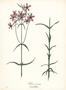 Floks markizy, Floks aristata autorstwa Endicott Endicott