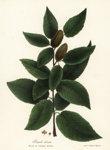 Brzoza czarna lub brzoza wiśniowa, Betula lenta autorstwa Endicott Endicott