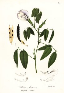 Groch motyla, skrzydła gołębia atlantyckiego lub klitoria Maryland, Clitoria mariana autorstwa Endicott Endicott