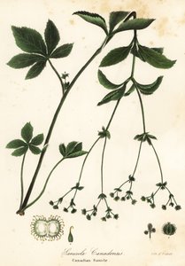 Canadian Blacksnakeroot lub Canadian Sanicle, Sanicula canadensis autorstwa Endicott Endicott