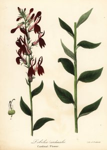 Kwiat kardynałowy, Lobelia cardinalis autorstwa Endicott Endicott