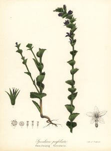 Triodanis perfoliata (Triadnis perfoliata) autorstwa Endicott Endicott