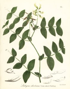 Groch kremowy lub wyka kremowa, Lathyrus ochroleucus autorstwa Endicott Endicott