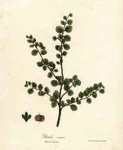 Brzoza karłowata, Betula nana autorstwa Endicott Endicott