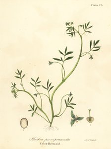 Fałszywa syrena , Floerkea proserpinacoides autorstwa Endicott Endicott