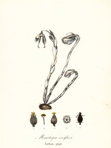 Roślina duchów, fajka duchów, fajka indyjska lub roślina zwłok, Monotropa uniflora