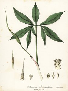 Zielony smok lub smoczy korzeń, Arisaema dracontium