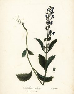 Scutellaria elliptica (Scutellaria pilosa) autorstwa Endicott Endicott