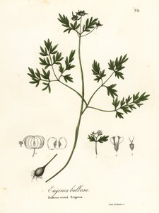 Zwiastun wiosny, pieprzu i soli lub erigenia cebulowo-korzeniowa, Erigenia bulbosa autorstwa Endicott Endicott