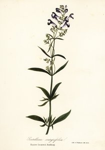 Kwiat hełmu, jarmułka hełmowa lub całolistna kapturka, Scutellaria integrifolia autorstwa Endicott Endicott