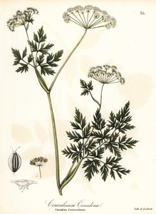 Cykuta-pietruszka autorstwa Endicott Endicott