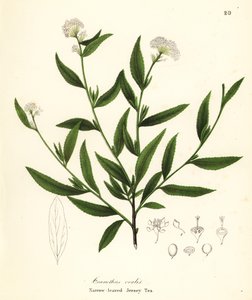 Herbata dżersejowa, Ceanothus herbaceus (herbata dżersejowa wąskolistna, Ceanothus ovalis) autorstwa Endicott Endicott