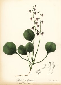zimozielona wątrobowa, zimozielona bagienna lub zimozielona różowa, Pyrola asarifolia (zimozielona bagienna, Pyrola uliginosa) autorstwa Endicott Endicott