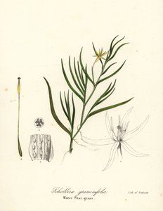 Babka błotna lub hiacynt wodny, Heteranthera dubia (Gwiaździsta wodna, Schollera graminifolia) autorstwa Endicott Endicott