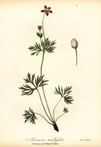 Zawilec pacyficzny lub wiatrak o ciętych liściach, Anemone multifida autorstwa Endicott Endicott