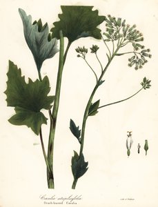 Babka blada indyjska, Arnoglossum atriplicifolium (cacalia pomarańczowolistna, Cacalia atriplicifolia) autorstwa Endicott Endicott
