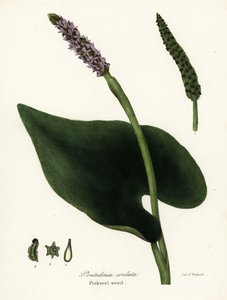 Ziele pikereli, Pontederia cordata autorstwa Endicott Endicott