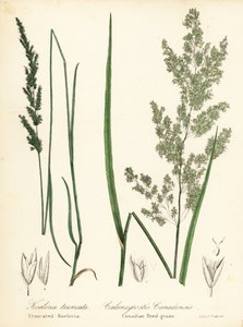 Łuska preriowa, Sphenopholis obtusata i trzcinnik kanadyjski, Calamagrostis canadensis autorstwa Endicott Endicott