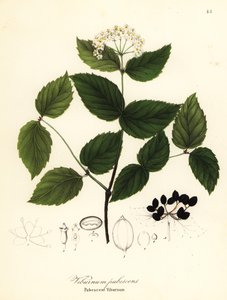 Kalina dojrzewania, kalina pubescens autorstwa Endicott Endicott
