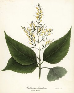 Richweed lub korzeń supełka, Collinsonia canadensis