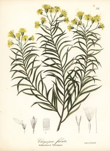 Trawa sierpowata lub złocisty aster sierpowaty, Pityopsis falcata (chrysopsis sierpowaty, Chrysopsis falcata)