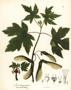 Klon srebrzysty, Acer saccharinum (klon srebrzystolistny, Acer dasycarpum)