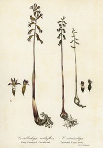 Koral plamisty, Corallorhiza maculata i koral jesienny, Corallorhiza odontorhiza (koral wielokwiatowy, Corallorhiza multiflora i koral ząbkowany, C autorstwa Endicott Endicott