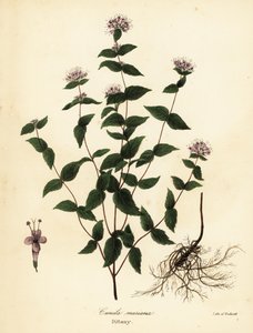 Mięta kamienna, mięta mrozowa, lebiodka i lebiodka amerykańska, Cunila origanoids (Cunila mariana) autorstwa Endicott Endicott