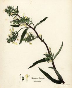 Wysoki gnidosz lub gnidosz bagienny, Pedicularis lanceolata autorstwa Endicott Endicott