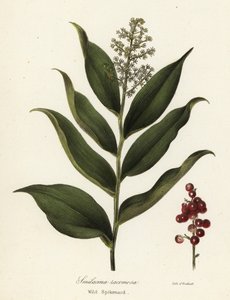 Treacleberry, Maiantemum racemosum (Dziki szpikanard, Smilacina racemosa) autorstwa Endicott Endicott