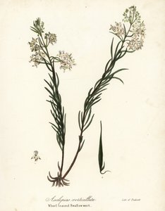 Whorled milkweed, wschodni perłówka, skrzyp polny lub jaskółka okółkowata, Asclepias verticillata autorstwa Endicott Endicott