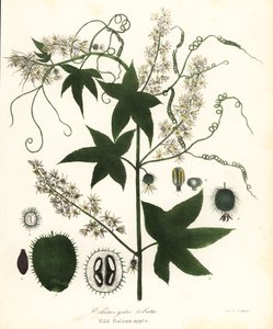 Dziki ogórek, kłujący ogórek, burogórek lub dzikie jabłko balsamiczne, Echinocystis lobata