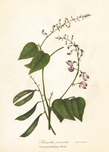 Dzika fasola zwyczajna, Phaseolus polystachios (Wieloletnia fasola zwyczajna, Phaseolus perennis)