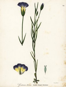 Wiatrak goryczka z frędzlami , Gentianopsis detonsa ( Gentiana detonsa z małymi frędzlami , Gentiana detonsa ) autorstwa Endicott Endicott