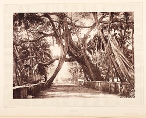 Drzewo Banyan, Jawa autorstwa English Photographer