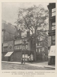 Literacki punkt orientacyjny Londynu w niebezpieczeństwie, platan Wordsworths na rogu Wood Street, Cheapside autorstwa English Photographer