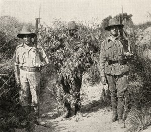 Turecki snajper, przebrany za krzak, w areszcie po schwytaniu przez wojska ANZAC, z „Wielka Wojna: Historia”, tom III, 1916 autorstwa English Photographer