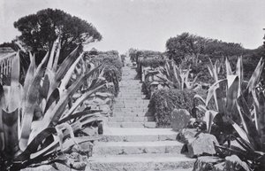 Trochę w ogrodach w Tresco (zdjęcie czarno-białe) autorstwa English Photographer