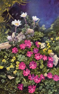 Alpejskie kwiaty: Draba Aizoides z Primula Minima (środek) i Anemone Baldensis (tył) (zdjęcie kolorowe) autorstwa English Photographer