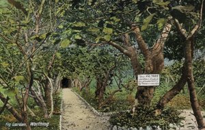 Starożytne ogrody figowe w Tarring, Worthing, Sussex, twierdzące, że mają najstarsze drzewo figowe w Anglii, zasadzone przez Thomasa Becketa (zdjęcie) autorstwa English Photographer
